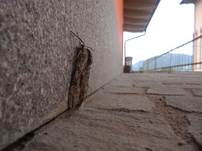 Agrius convolvuli - Sphingidae